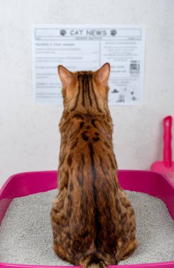 Bengal kedisi kedi kumuyla tepside oturur ve dikkatle gazete okur.