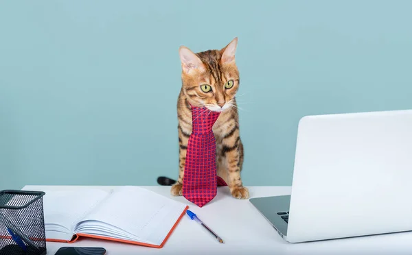 Bengal cat in a tie works in the home office remotely