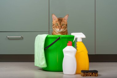 Komik bir kedi deterjan ve paçavranın yanında bir kovada oturur. Ev temizliği.