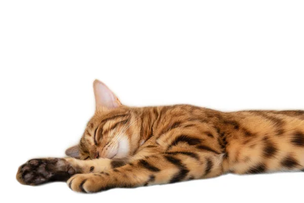 Χαριτωμένο Bengal Γάτα Κοιμάται Γλυκά Ένα Λευκό Φόντο Απλώνοντας Πόδια — Φωτογραφία Αρχείου