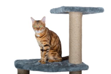 Bengal kedisi tırmalama direkleri üzerinde duruyor, beyaz arkaplan