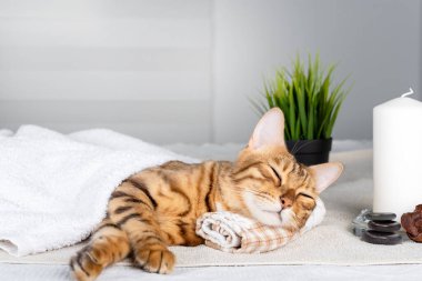Bengal kedisi masaj masasında başını bir havluya yaslayarak dinleniyor.