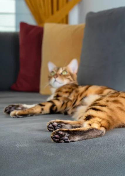 Cat Lies Couch Showing Toes Selective Focus Toes Beans Soft — Stock Photo, Image