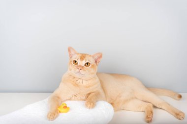 Kehribar gözlü bir Birman kedisi sarı plastik bir ördeğin yanında beyaz bir havlunun üzerinde yatıyor. Hafif arka plan evcil hayvan bakımı, temizlik ve ev konforu kavramını yansıtıyor..