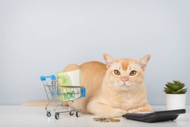 Hesap makinesi, para ve alışveriş arabası olan bir Birmanyalı kedi minimalist bir geçmişe karşı. Bütçe ve mali planlama kavramı.
