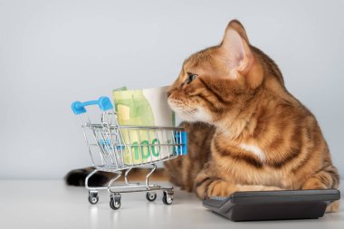 Hesap makinesi, parası ve minimalist bir geçmişe sahip bir alışveriş arabası olan bir Bengal kedisi. Bütçe ve mali planlama kavramı.