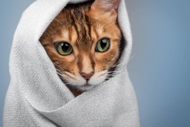 Hafif bir eşarba sarılmış bir Bengal kedisi oturuyor. Mavi arka plana yakın plan, sakin, minimalist bir kompozisyon ve rahat bir atmosfer yaratıyor..