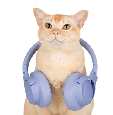 Büyük gözlü krem renkli bir kedi şeffaf bir arka plana bakar. Bu büyüleyici kedi, reklam ve tasarım amaçlı olarak yakın plan çekimde izole edilmiştir..