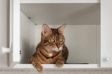 Bengal kedisi, pençeleri kenarda açık beyaz bir dolapta dinleniyor. Evde sakin ve özenli bir hayvan var. Minimalist iç mekan, ev hayatı, kopyalama alanı.