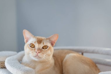 Kapalı alanda kedi ağacının üzerinde duran krem rengi Birman kedisinin ön manzara portresi. Yumuşak doğal ışık, nötr iç arkaplan, kopyalama alanı.