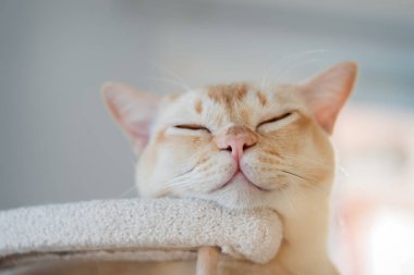 Kapalı alanda kedi ağacında dinlenen Burmalı bir kedinin portresi. Ön görüş, gözler kapalı, yumuşak doğal ışık, nötr bulanık arka plan, sakin ev içi.