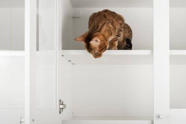 Bengal kedisi üst rafta, beyaz dolabın içinde, aşağıya bakıyor. Açık kapılı, raflı ve menteşeli, kapalı ev dekorlu, yumuşak doğal ışık....