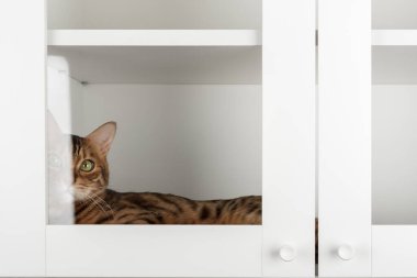 Bengal kedisi cam kapının arkasındaki beyaz dolapta yatıyor, kısmi ön manzara. Görünür raf ve çerçeve, iç mekan, yumuşak doğal ışık, temiz depo alanı.
