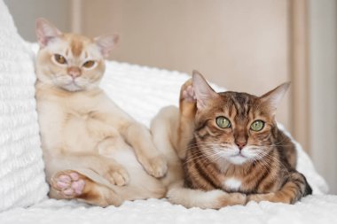 Beyaz bir kanepede dinlenen iki evcil kedi. Bengal kedisi ve krem rengi kedi kameraya bakıyor. Konforlu ev tasarımı, yumuşak doğal ışık, evcil hayvan yaşam tarzı konsepti.