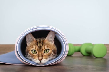 Bengal kedisi arka planda yeşil dambıllarla yoga minderinden dışarı bakıyor. Tuhaf hayvan davranışları ve düşük arkaplanlı ev sağlığı konsepti.