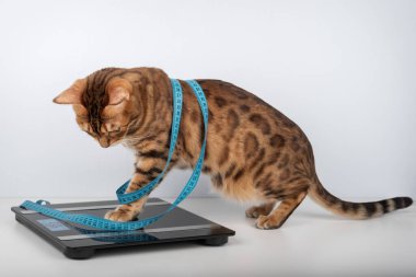 Bengal kedisi dijital banyo terazisinde duruyor. Vücudunun etrafında bant var ve ağırlık göstergesine bakıyor. Hayvan ağırlığı kontrolü ve diyeti kavramı.