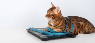 Bengal kedisi banyo terazisinde uzanıyor ve cesedin etrafında şerit var. Evcil hayvanlar için hayvan ağırlığı kontrolü ve diyet konsepti.