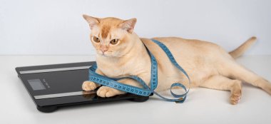 Birmanya kedisi dijital ölçekte mezura ile sarılı yatıyor. Evcil hayvan ağırlığı kontrolü, diyet ve fotokopi alanı olan hayvan sağlığı kavramı.