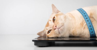 Birmanya kedisi kameraya bakarak mezurayla dijital ölçekte yatıyor. Kopya alanı ile komik tembel kedi kavramı.