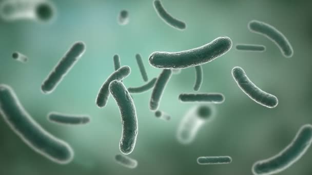 Bactéries observées au microscope électronique. HD 