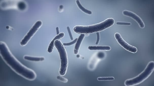 Bactéries observées au microscope électronique. HD 