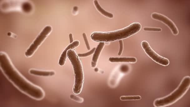 Bactéries observées au microscope électronique. HD 