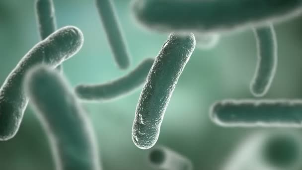 Bactéries observées au microscope électronique. HD 