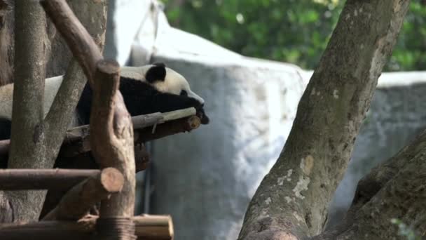 234 Wwf Videos, Royalty-free Stock Wwf Footage | Depositphotos 234 Wwf Videos, Royalty-free Stock Wwf Footage | Depositphotos
