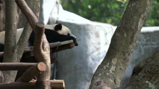 懒洋洋的大熊猫黑斑鱼伸展着胳膊 把头靠在上面 睡在木制建筑的侧视图上 吃完饭后休息的濒临绝种的动物 粗心大意的生活 — 图库视频影像