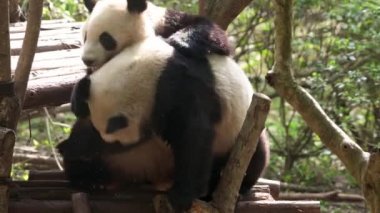 İki komik dev panda kavga ediyor, birbirini ısırıyor. İnanılmaz sevimli hayvanlar boş zamanlarını dikkatsizce geçiriyorlar. Yabani hayatı yandan seyrederken, tüm vücut görüntüsünü kapatıyoruz..