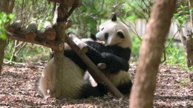 İki komik dev panda kavga ediyor, birbirini ısırıyor. İnanılmaz sevimli hayvanlar boş zamanlarını dikkatsizce geçiriyorlar. Yabani hayatı yandan seyrederken, tüm vücut görüntüsünü kapatıyoruz..