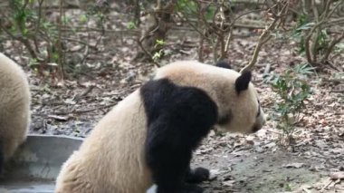 Beceriksiz şişko dev panda sırılsıklam havuzdan tırmanıyor, arkasından su damlaları damlıyor. Ondan sonra ağaca doğru koşar. Vahşi doğadaki komik hayvanlar.