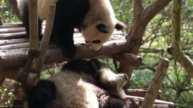 İki komik dev panda kavga ediyor, birbirini ısırıyor. İnanılmaz sevimli hayvanlar boş zamanlarını dikkatsizce geçiriyorlar. Yabani hayatı yandan seyrederken, tüm vücut görüntüsünü kapatıyoruz..
