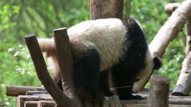 Funny amazing animal Giant panda bent its legs and itching back part of body ass over wooden branch. Hilarious creature in the wild having fun. Carelessness and calmness of the  lonely bear.
