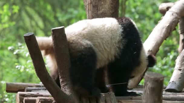 Funny Amazing Animal Giant Panda Bent Its Legs Itching Back — Vídeo de stock