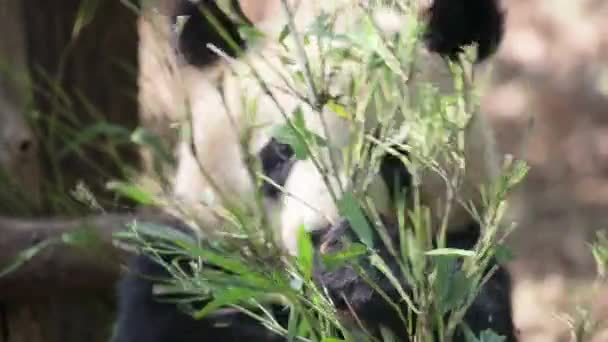 大熊猫幼崽的特写 大熊猫幼崽吃竹子 咀嚼竹子茎和叶子 头部和爪子托架工厂的前视图 可爱的动物吃素食早餐 野外的神奇生物 — 图库视频影像