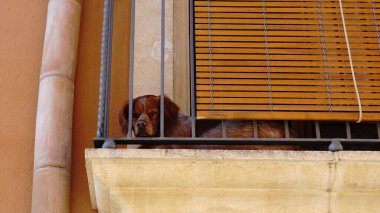 Köpek bir evin balkonunda dinleniyor.