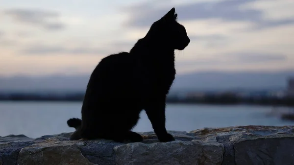 Černá Kočka Silueta Večer — Stock fotografie