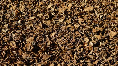 kuru yaprakların kaotik arkaplanı