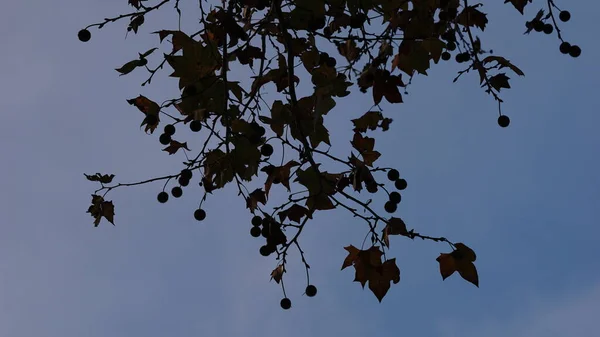 Silhouette Feuilles Arbre Sur Fond Bleu — Photo