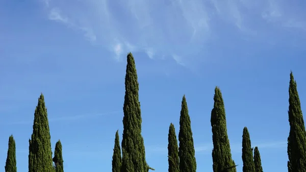 Cipreste Floresta Contra Fundo Céu — Fotografia de Stock