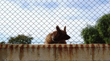 Köpek hayvan barınağına kilitlenmiş.