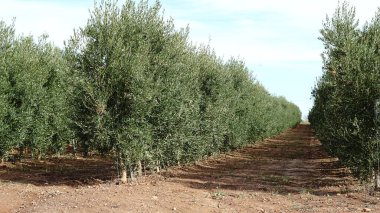 Zeytin Ağaçları Tarlası Tarım Zeytinliği