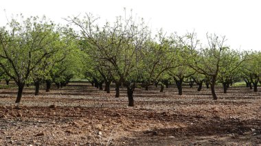 Badem ağaçlarıyla alan görünümü