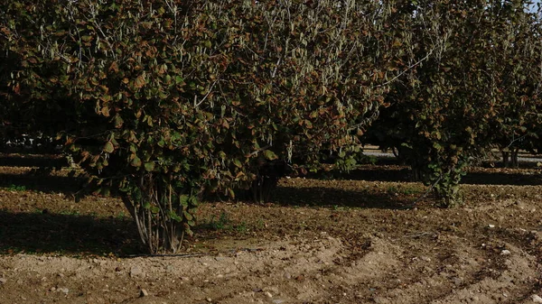 Vista Campo Árvores Avelã — Fotografia de Stock