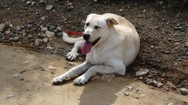 Perro Blanco Descansando Del Calor —  Fotos de Stock