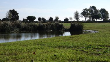 Yeşil parktaki gölet