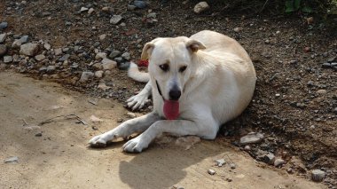 Köpek yolda dinleniyor.