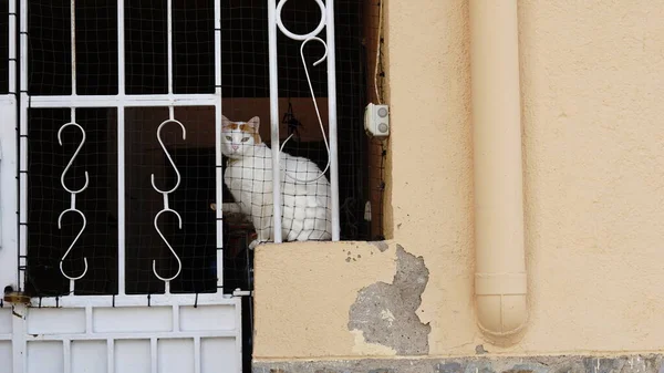 Gato Assistindo Através Grade — Fotografia de Stock