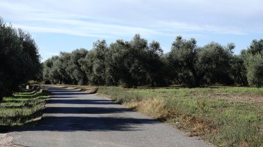 Zeytin korusuna giden yol